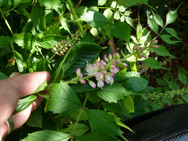 Clethra alnifolia