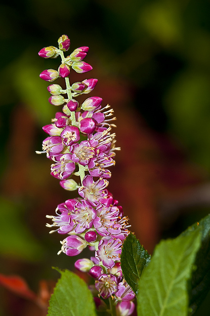 Clethra alnifolia