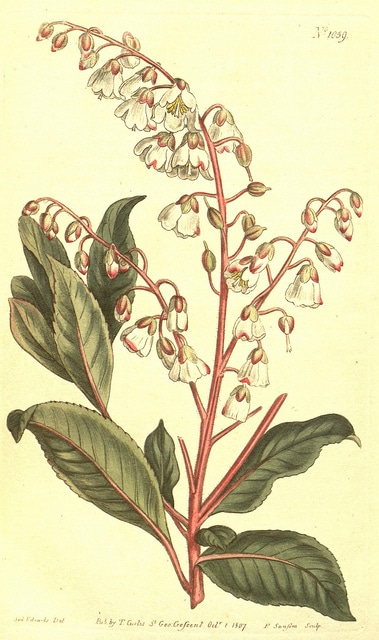Clethra arborea (Clethra arborea)
