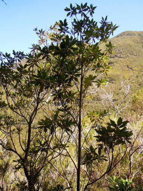 Clethra arborea