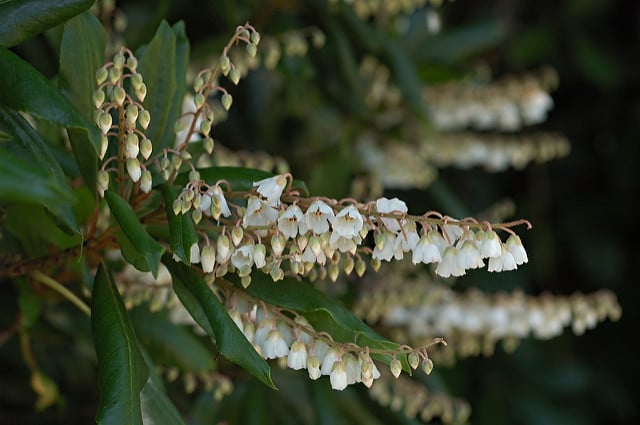 Clethra arborea