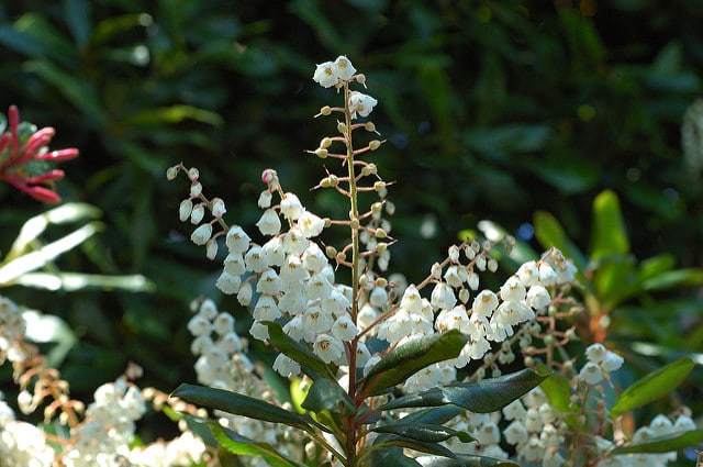 Clethra arborea