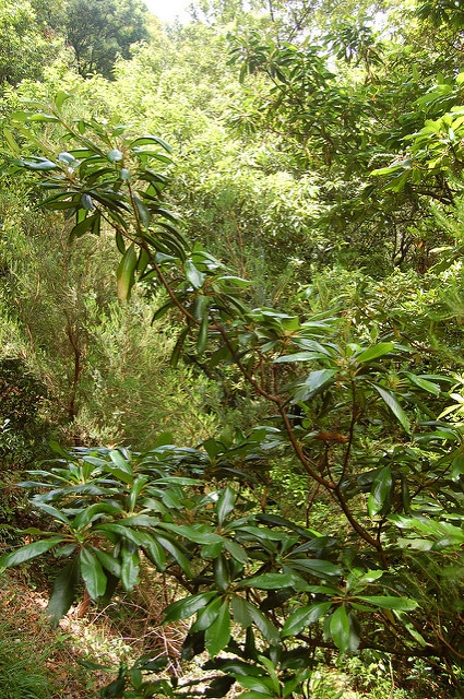 Clethra arborea