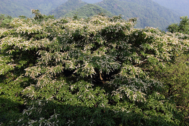 Clethra barbinervis