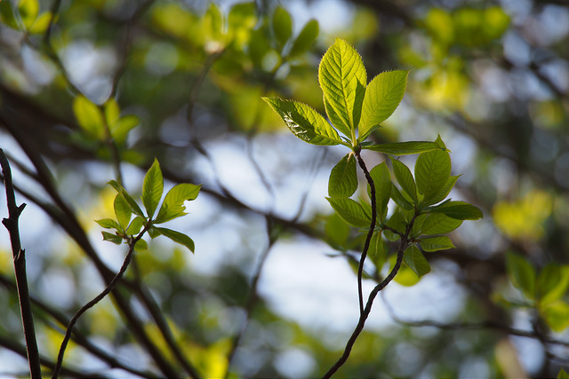 Clethra barbinervis