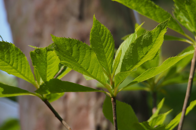 Clethra barbinervis