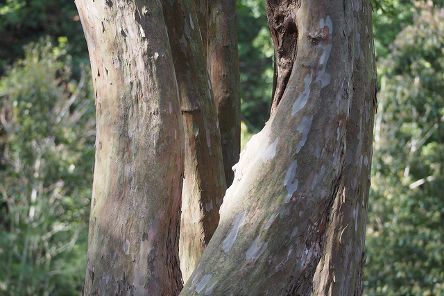 Clethra barbinervis