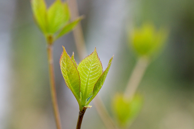 Clethra barbinervis