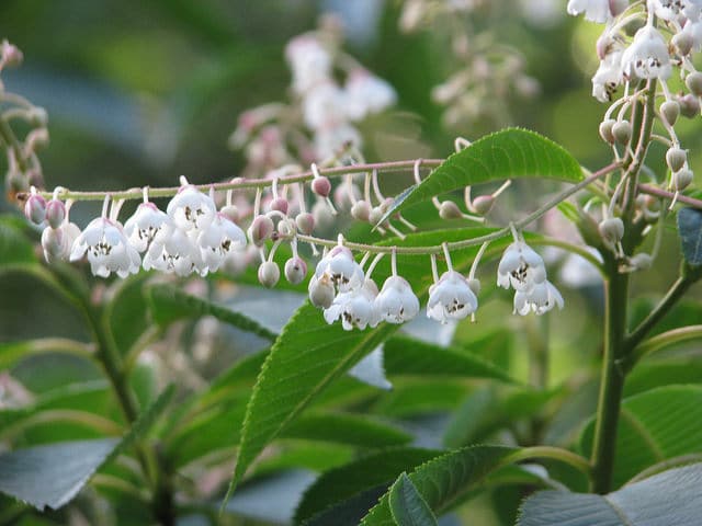 Clethra delavayi