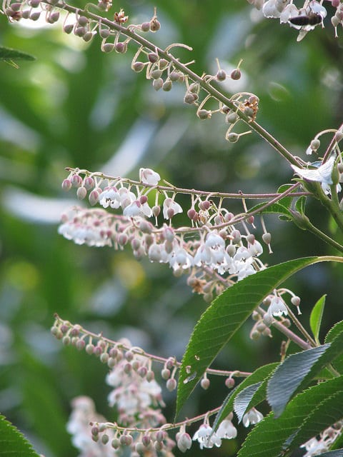 Clethra delavayi