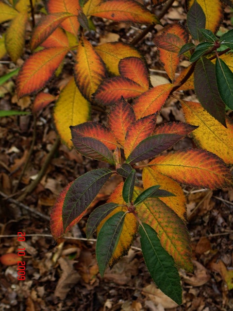 Clethra delavayi