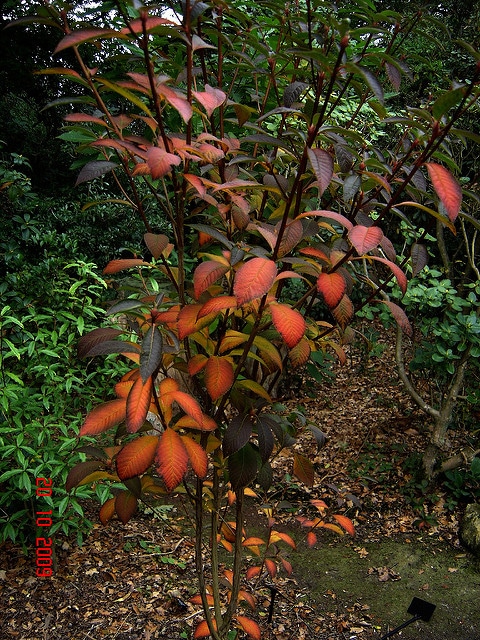 Clethra delavayi