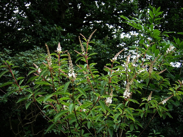 Clethra delavayi