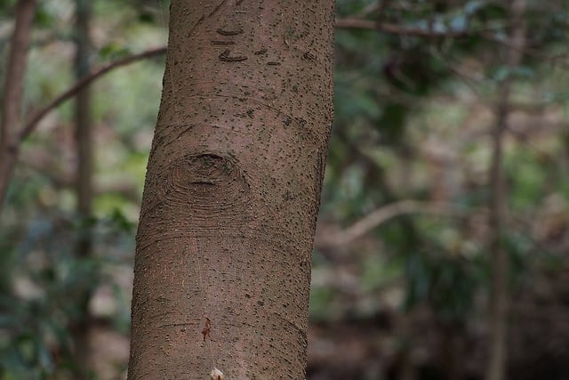 Sakaki