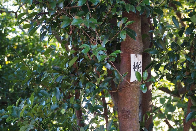 Sakaki