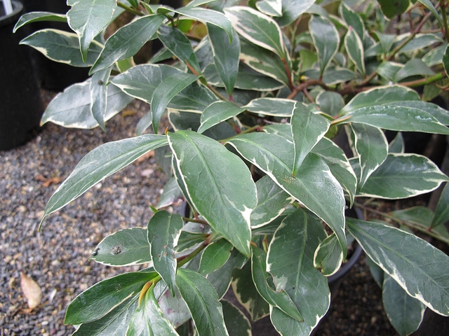 Sakaki (Cleyera japonica)