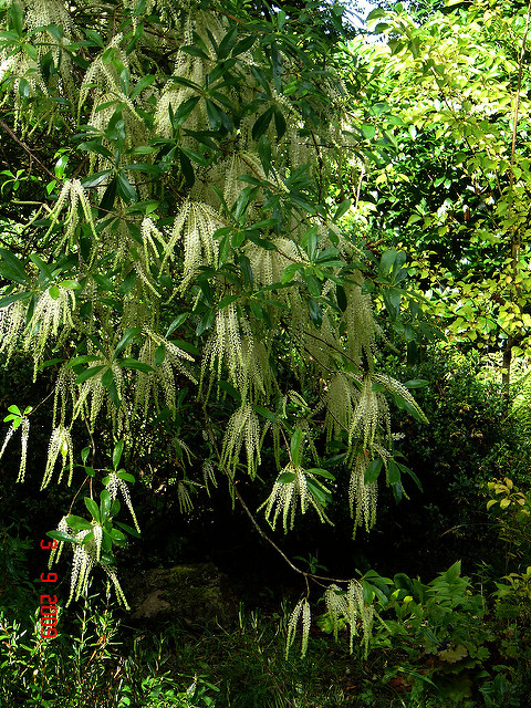 Cliftonia monophylla