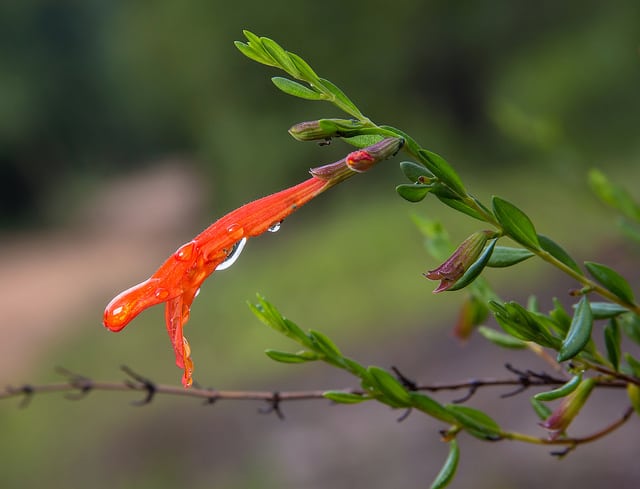 Clinopodium coccineum