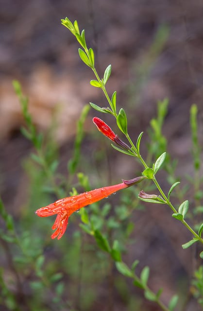 Clinopodium coccineum