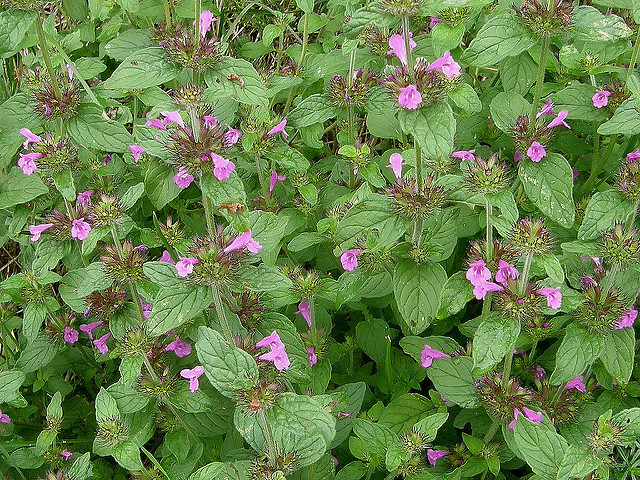 Calament clinopode (Clinopodium vulgare)