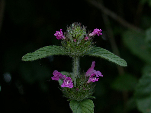 Calament clinopode