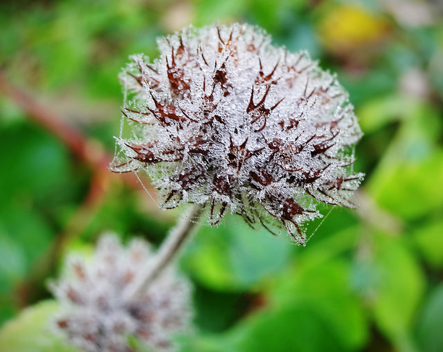 Calament clinopode