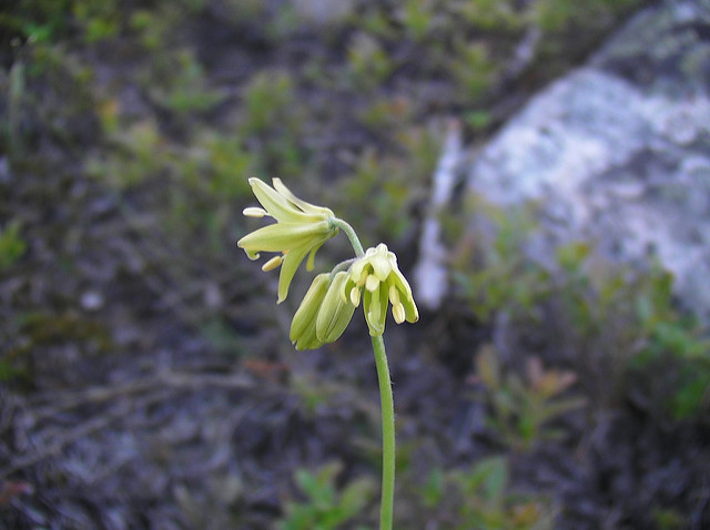 Clintonie boréale (Clintonia borealis)
