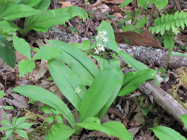 Clintonia umbellulata (Clintonia umbellulata)