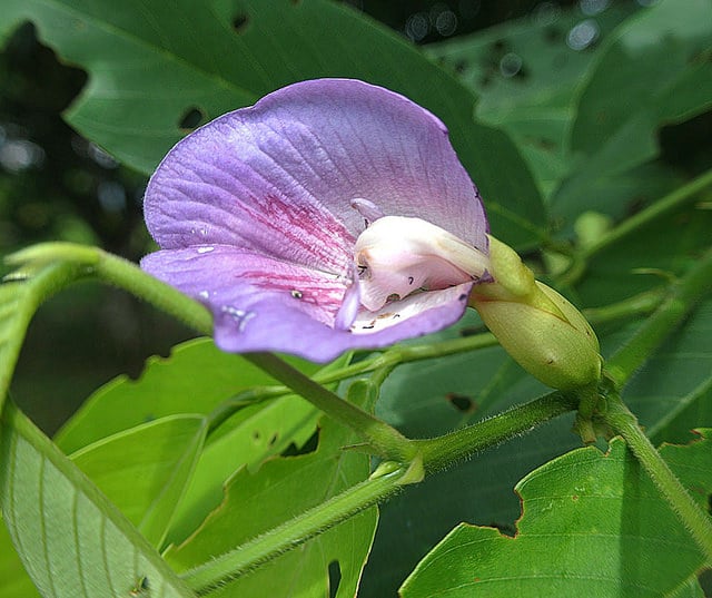 Clitoria fairchildiana (Clitoria fairchildiana)