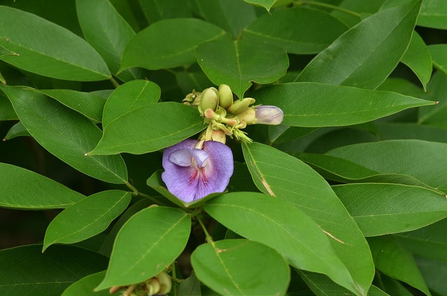 Clitoria fairchildiana