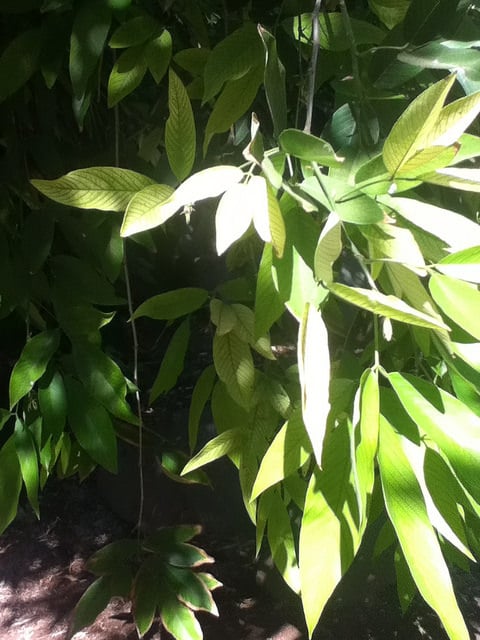 Clitoria fairchildiana