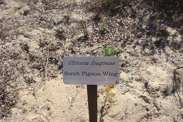 Clitoria fragrans