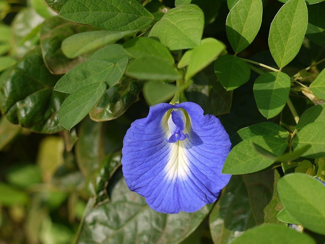 Clitoria mariana