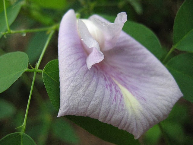 Clitoria mariana
