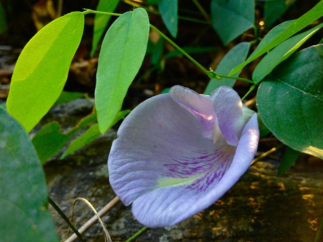 Clitoria mariana