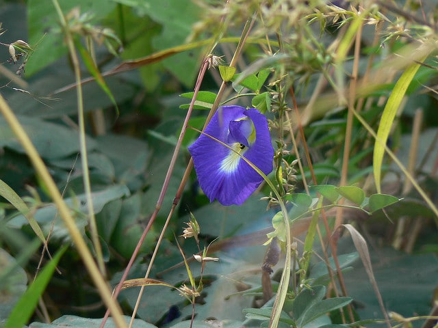 Pois bleu