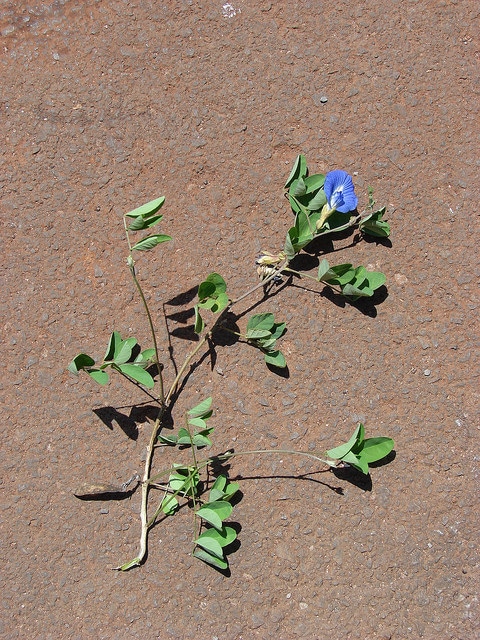Pois bleu