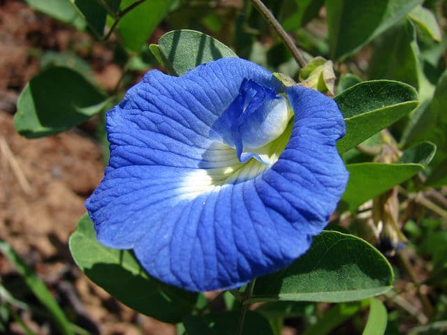 Pois bleu