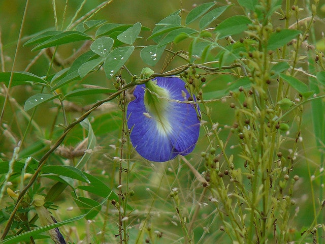 Pois bleu