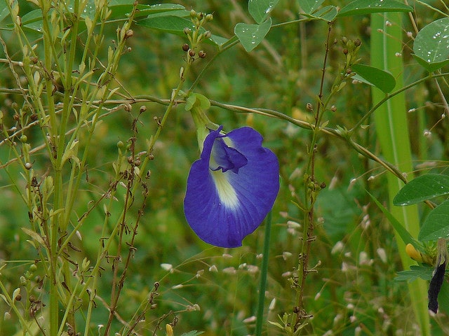 Pois bleu