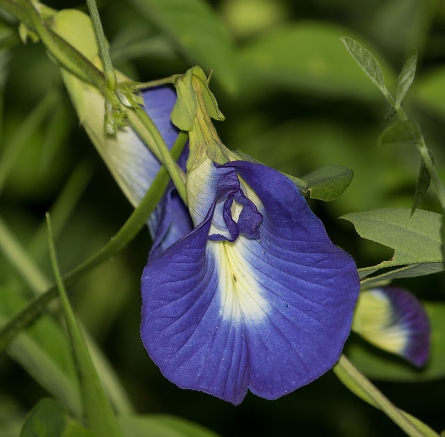 Pois bleu (Clitoria ternatea)