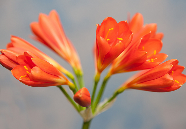 Clivie vermillon (Clivia miniata)