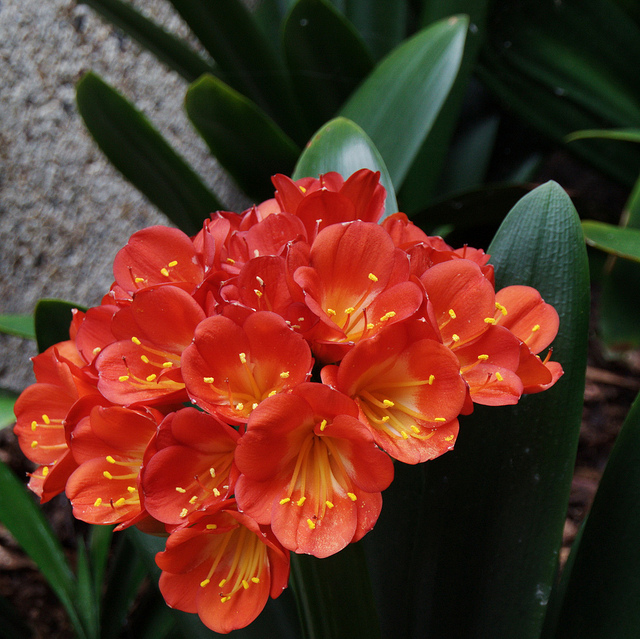 Clivie noble (Clivia nobilis)