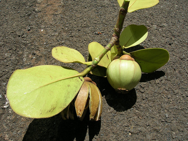 Arbre autographe
