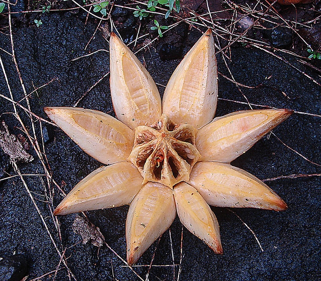 Arbre autographe (Clusia rosea)