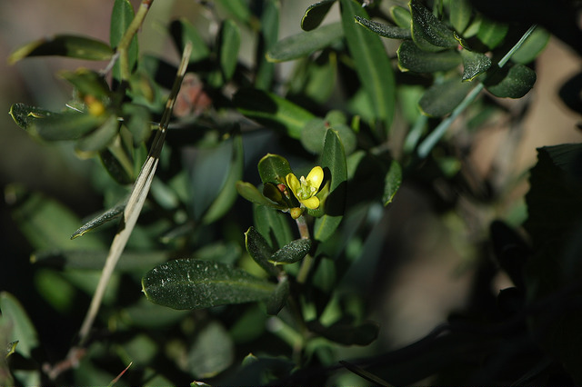 Camélée (Cneorum tricoccon)