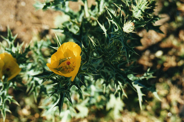 Chardon béni