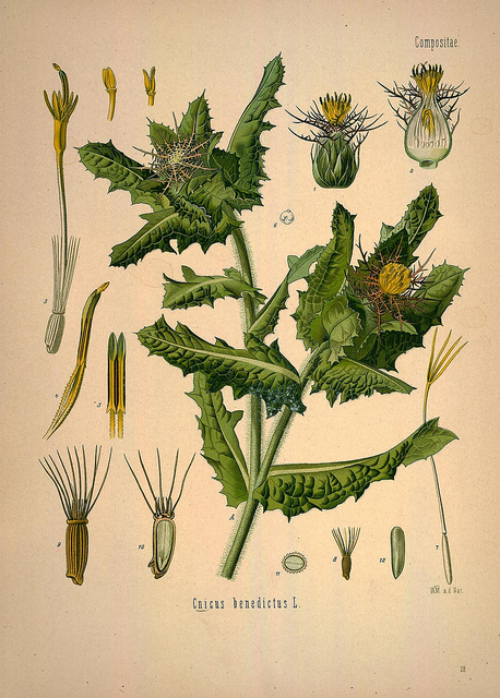 Chardon béni