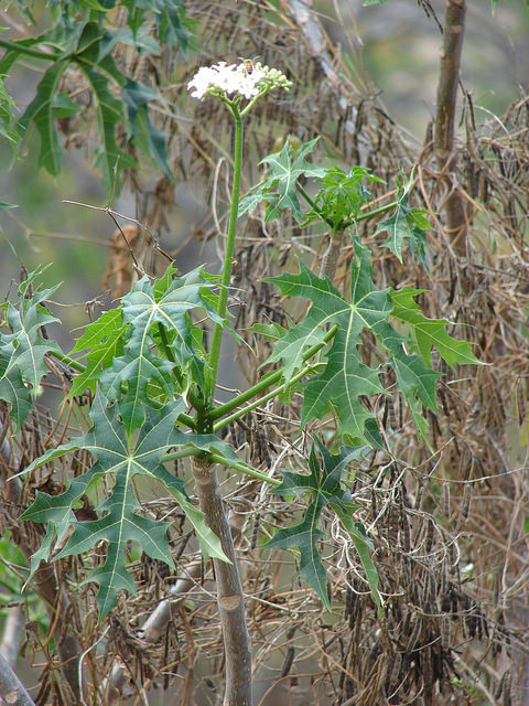 Manioc bâtard