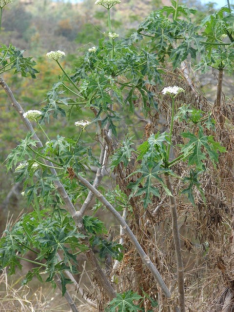 Manioc bâtard